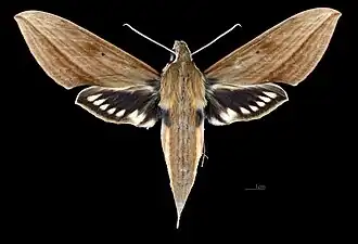 Xylophanes sarae female dorsal