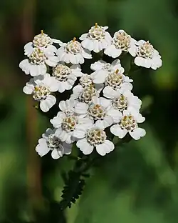 Close-up of flowers