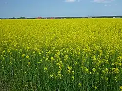 A field of rapeseed in Kokoszkowy