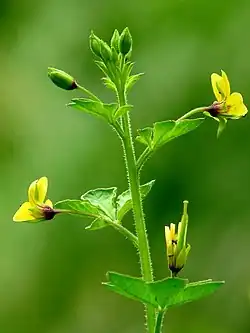 Volantín (Cleome viscosa)