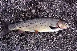Yellowstone cutthroat trout