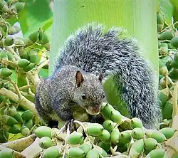 Gray squirrel