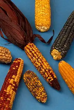 Image 33Examples of the diversity of maize (from Mesoamerica)