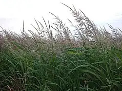 Beneath a cloudy sky, tall green-stemmed plants with beige-pink seeds atop them stand, bending to the viewer's left.