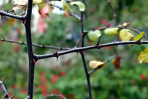 Thorns, Jardin des plantes, France