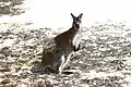Wallaby