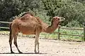 Camel
