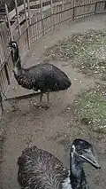 Emu
