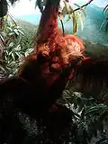 Rain forest with orangutan