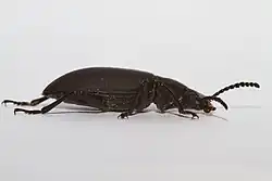 Adult beetle