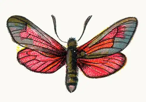 Zygaena purpuralis. Illustration from Europas bekannteste Schmetterlinge, Plate IX (c. 1895)