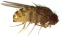 Drosophila mercatorum male