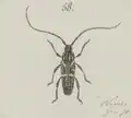 Illustration of Coptomma variegatum from the Iconographia Zoologica