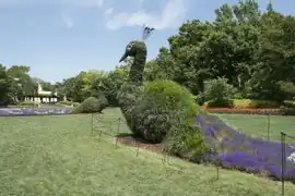 Topiary in a garden.