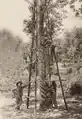 Rubber tapping in Malaya, c. 1910
